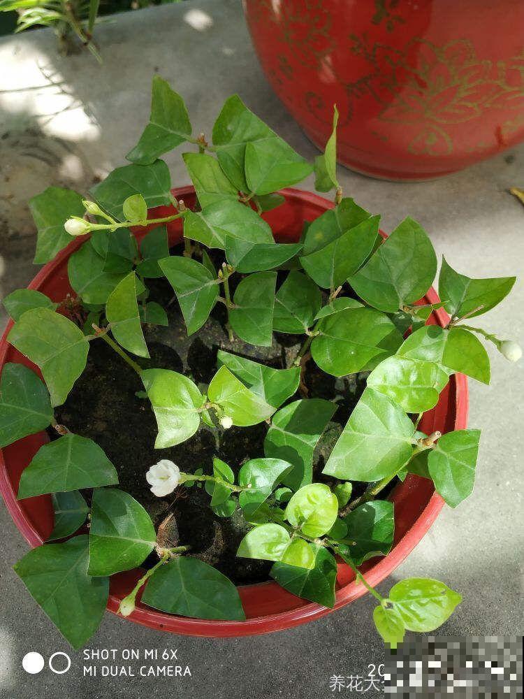 8种夏天扦插花，现在掐枝，下个月有花赏！