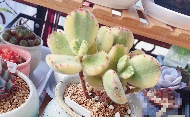 多肉养了3个月，冒出一张大红唇，莫非是要开口说话？
