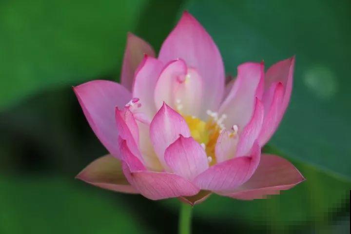 这花爱喝水，一天灌一瓢，三伏天也能开爆盆！