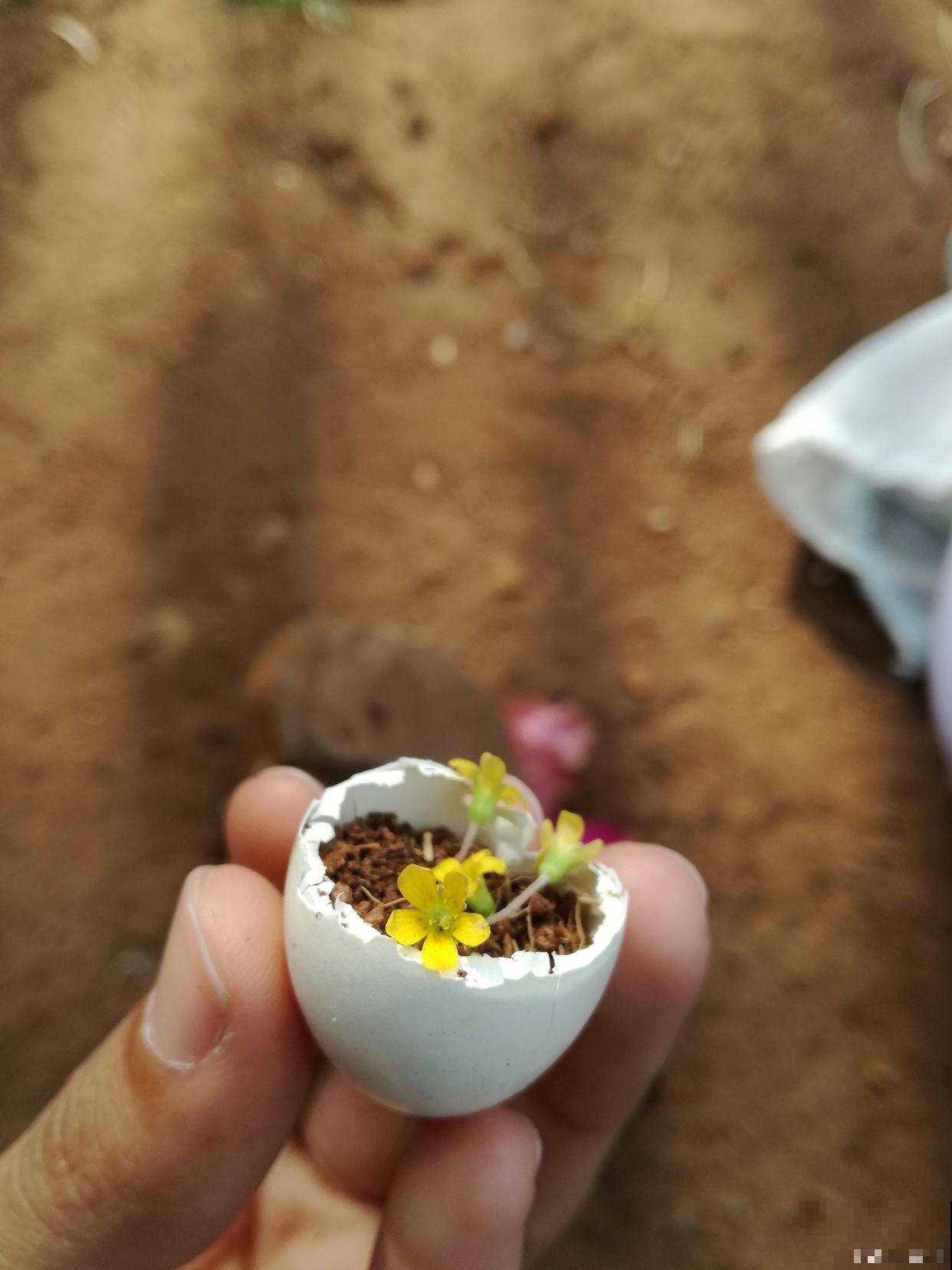 鸡蛋壳如何做花肥