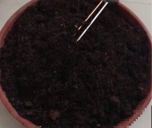 夏天就养这5种花，花开艳丽寓意好，喜气洋洋好运来！
