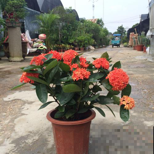 养惯了这花，再看别的花都瞧不上眼，一盆就红红火火爆满阳台！