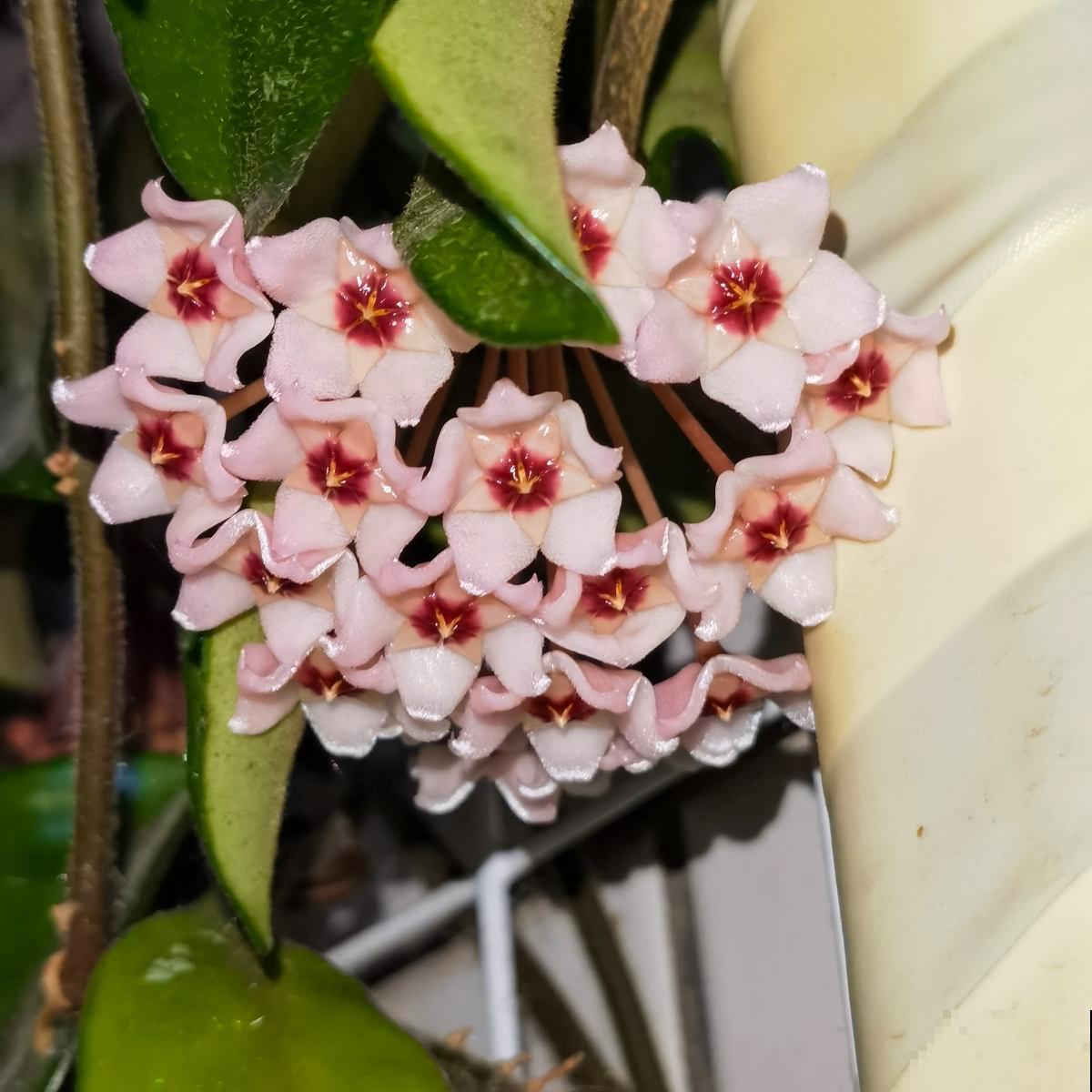 家里没光照，就养一盆球兰，开花满屋香味，叶子健康黑黝黝