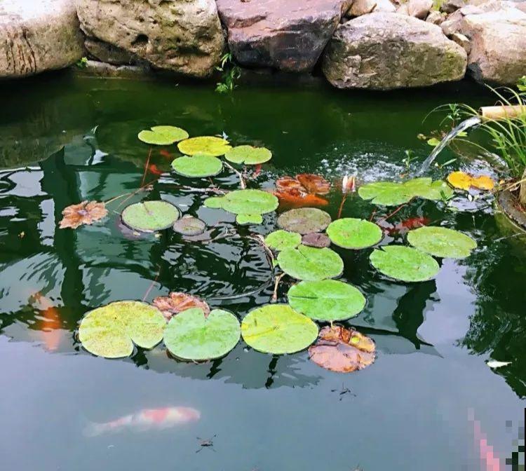 院子没有，那就用它来造水景，简单又大方！