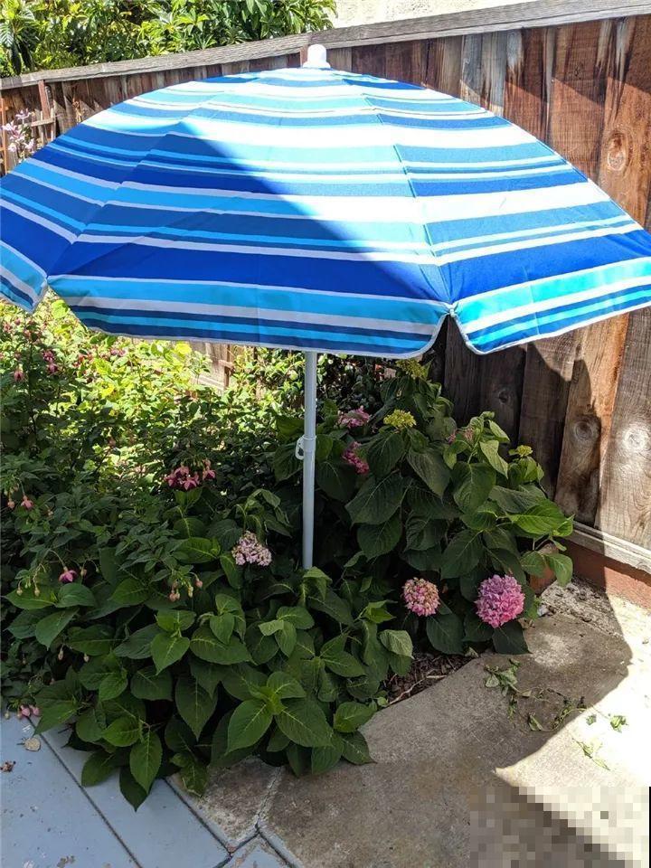 这10种“水桶花”，夏天得用大缸养，越浇水长得越疯狂！