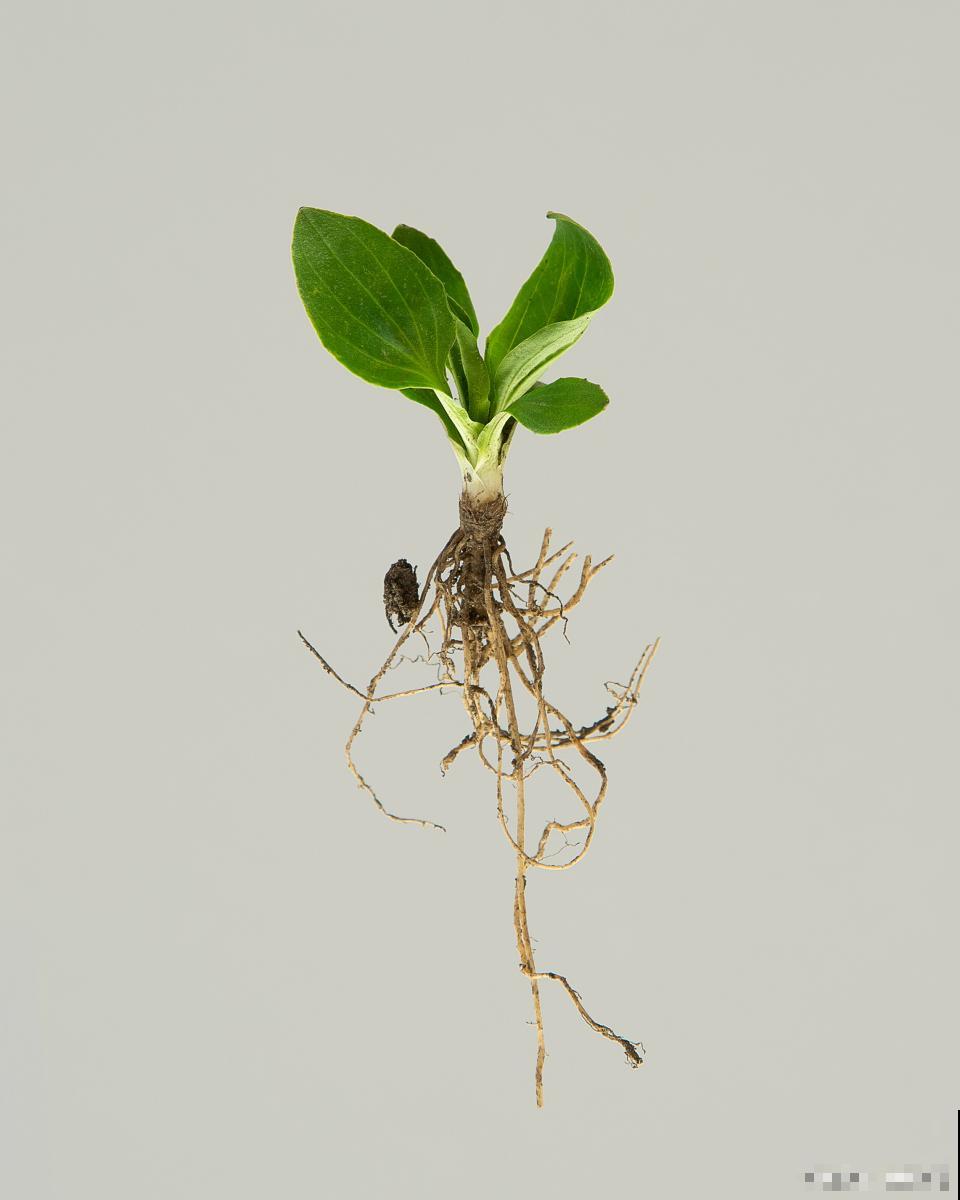 如何促进植物生根