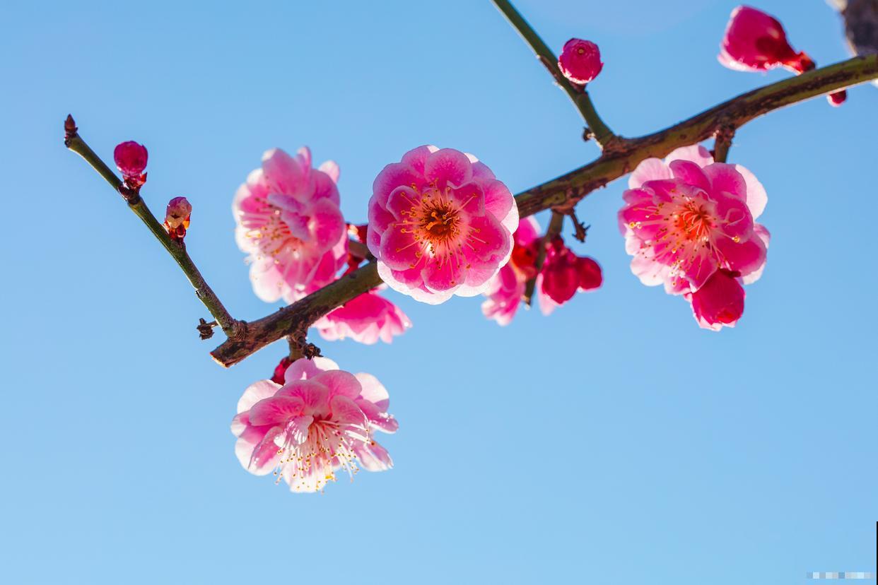 冬天的梅花是什么颜色