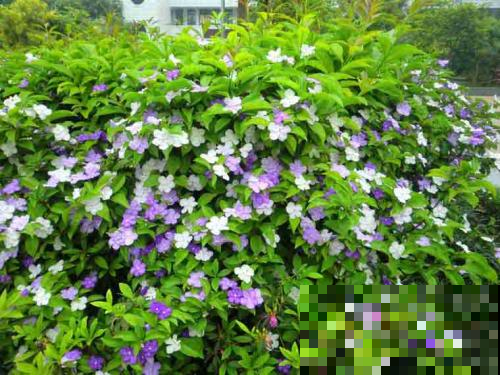 还在养全白的茉莉花？他养的能开好几个色，邻居馋的眼红！