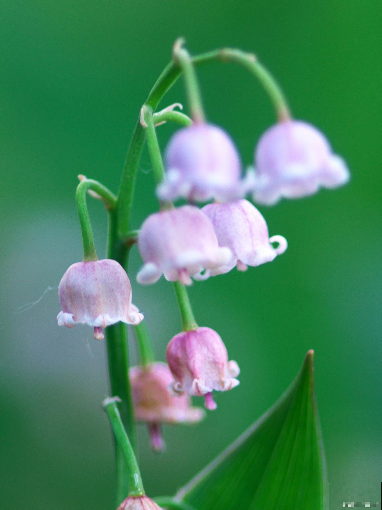 铃铛花怎么养殖？