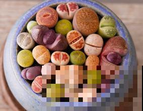 夏天成多肉的鬼门关？搞定浇水，天一凉就能缓过来！