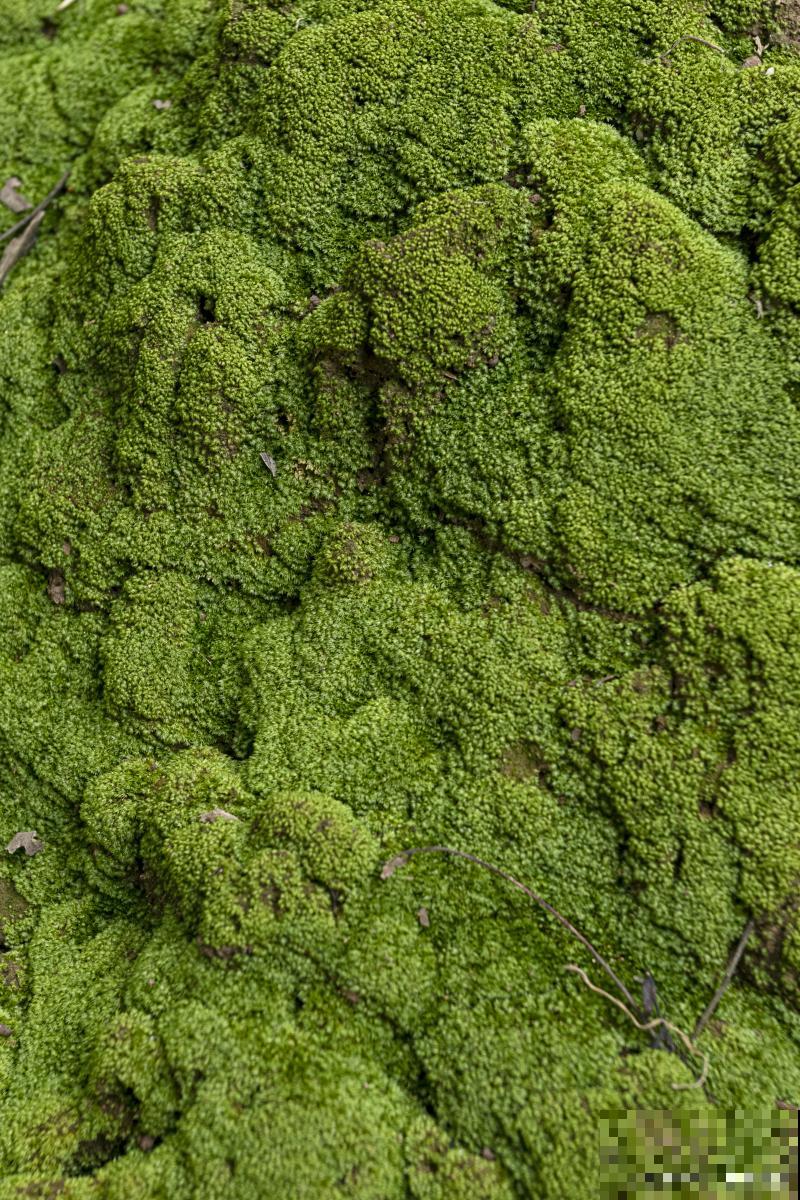 苔类植物有哪些？