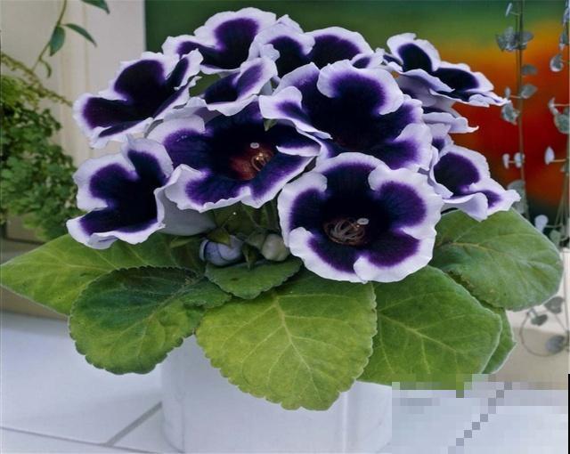 不是所有的花夏天都能喷水，这5种花不注意，叶子从头烂到尾！