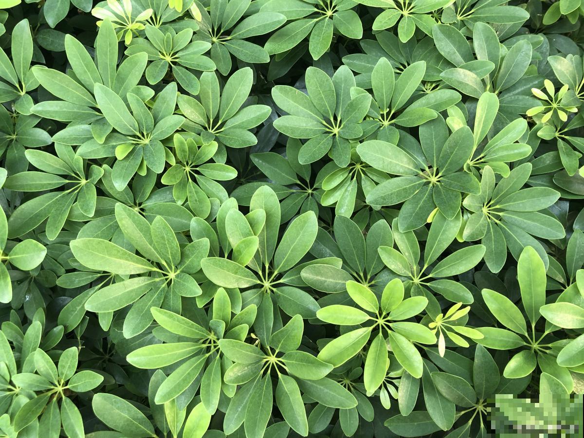 鸭脚木怎么移植？