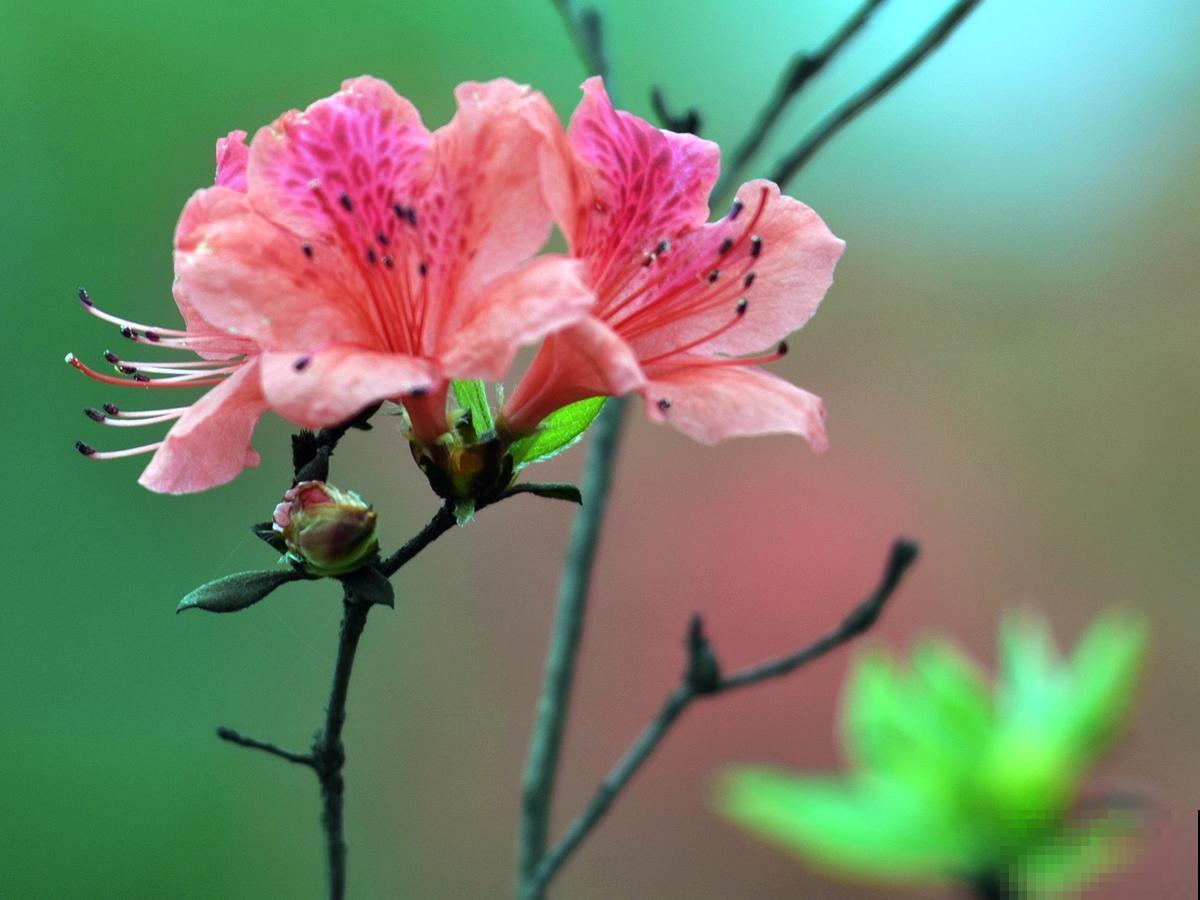 杜鹃花度夏成难题？抓紧修剪遮阴，不然虫子呼呼全都找上门！