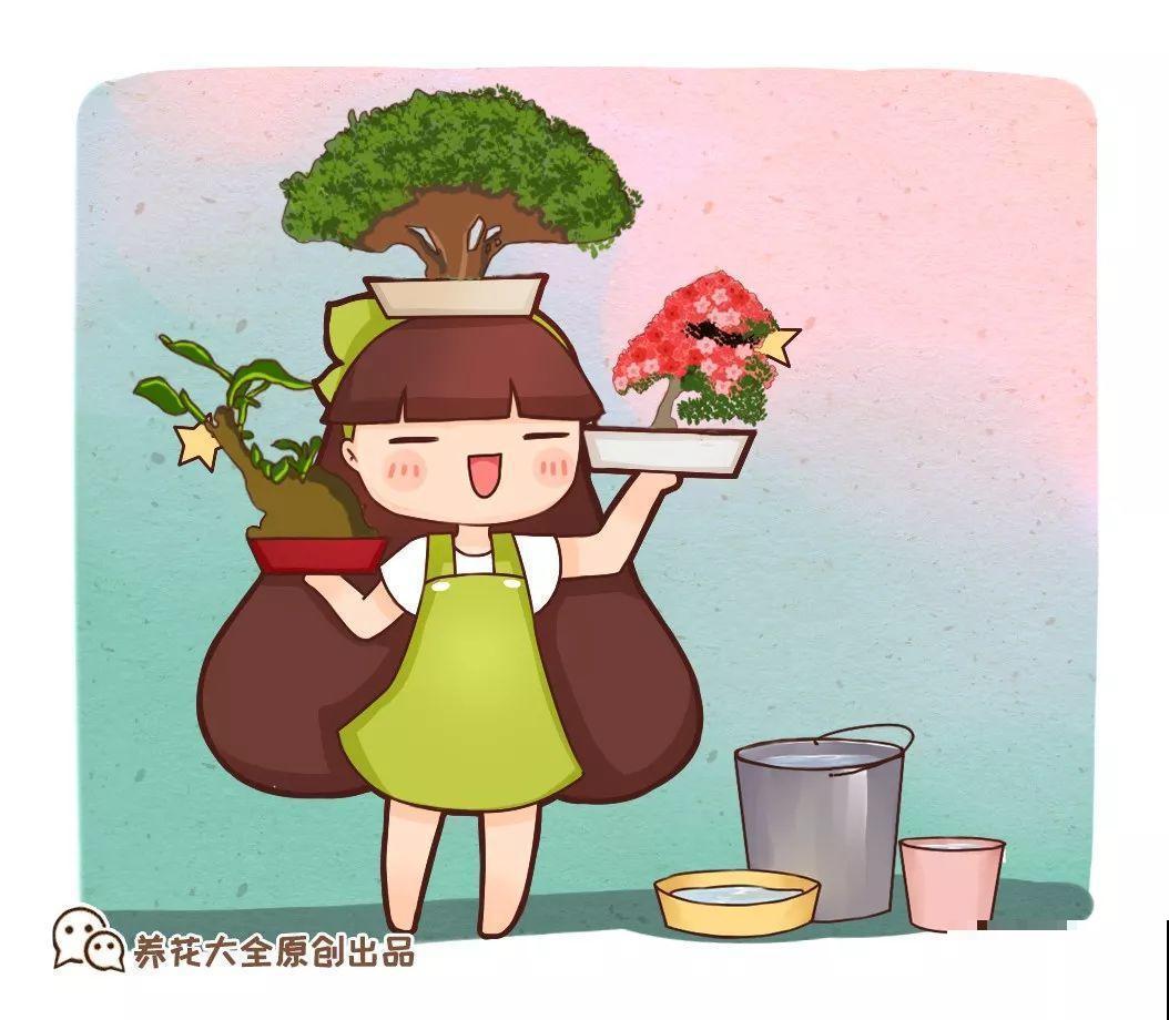 这种月季只有巴掌大小，不生虫病，最适合懒人养！