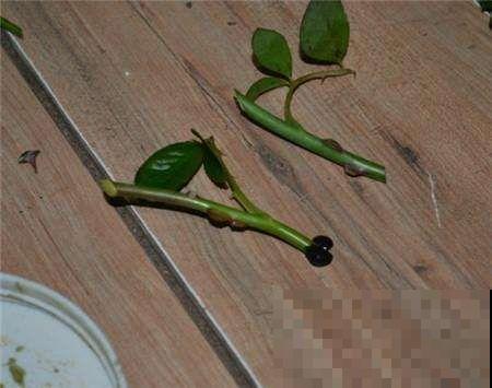 在养花人眼里，塑料瓶可是好宝贝，摇身一变成绿萝柱！