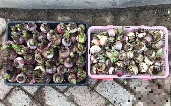 三伏天高温下，家里的花再不管，死得只剩盆！