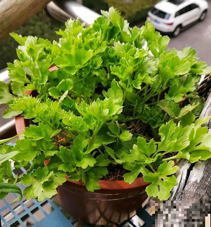 外国人的牡丹花，一盆能开28朵，花比拳头还大！