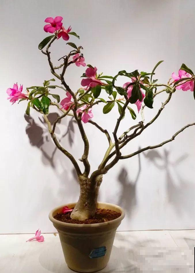 这花就得穷养，盆越小水越少，根壮侧芽才会多！