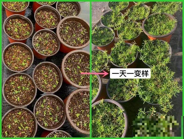 你羡慕的大片花园生活，只要努力，终归会有！