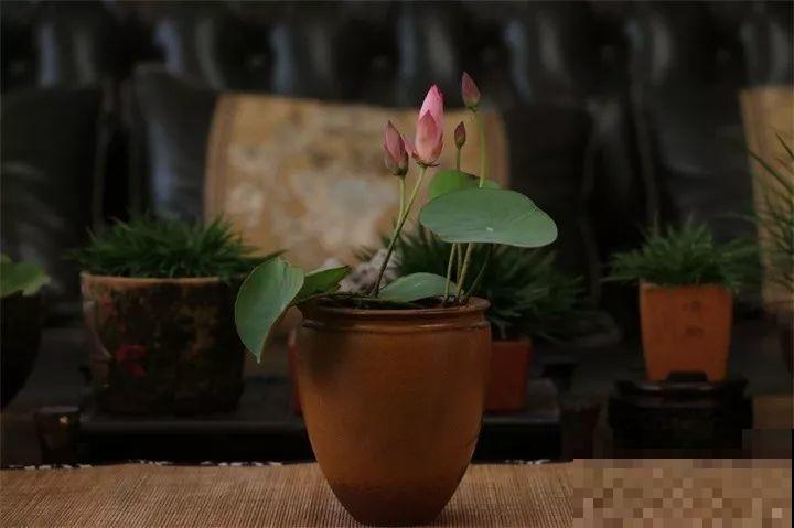 这花爱喝水，一天灌一瓢，三伏天也能开爆盆！