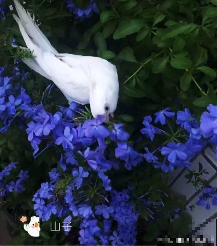 这20种花，一开就是上百天，阳台一年四季有花赏！
