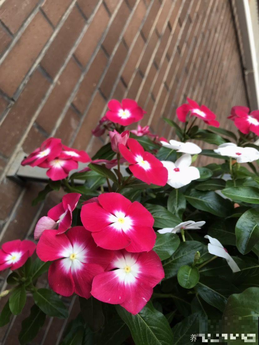 8种夏天扦插花，现在掐枝，下个月有花赏！