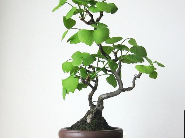 这老东西原来这么值钱，一盆就成传家宝，你家有棵就成富豪！