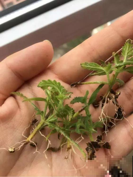 8种夏天扦插花，现在掐枝，下个月有花赏！