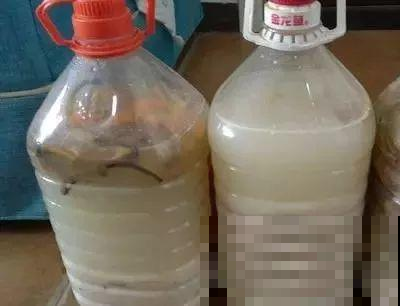 住手！淘米水可不能这么用，怪不得你养的花全病倒了！