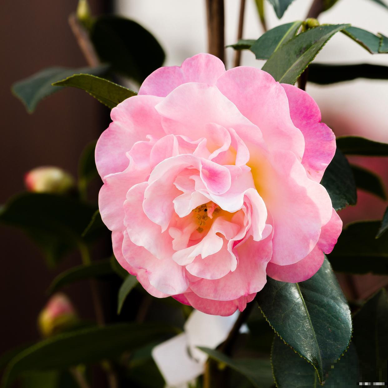茶花什么时候嫁接最好