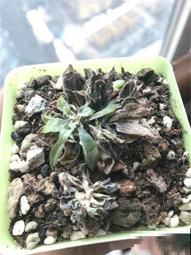 多肉砍了一段，还能活？一头变多头，株株都爆盆！