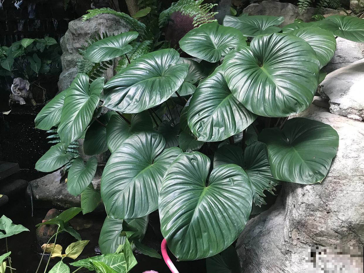 绿宝石喜林芋怎么修剪