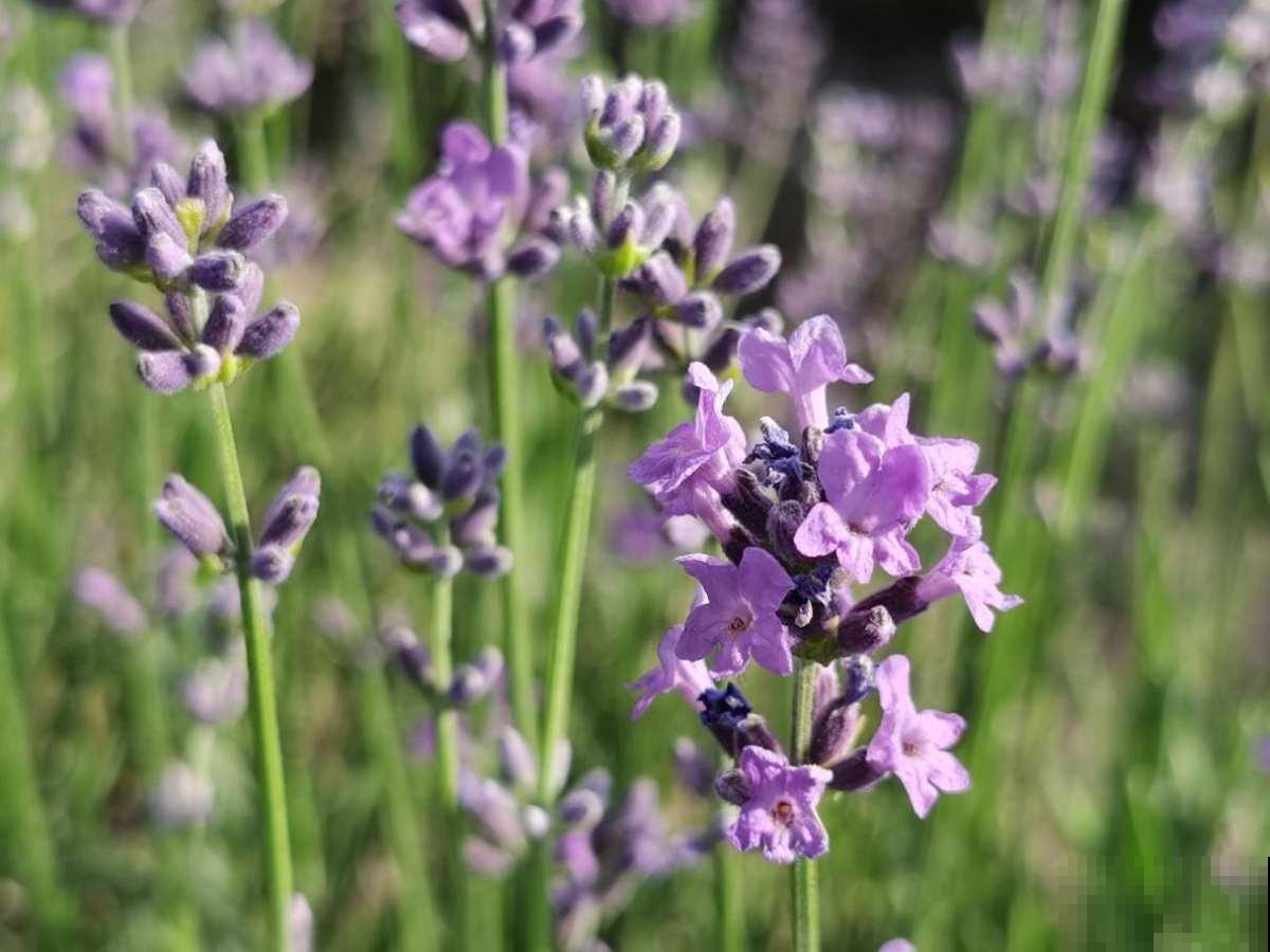 4种"杀菌花"，香气清新还能抑菌，居家常备身体好