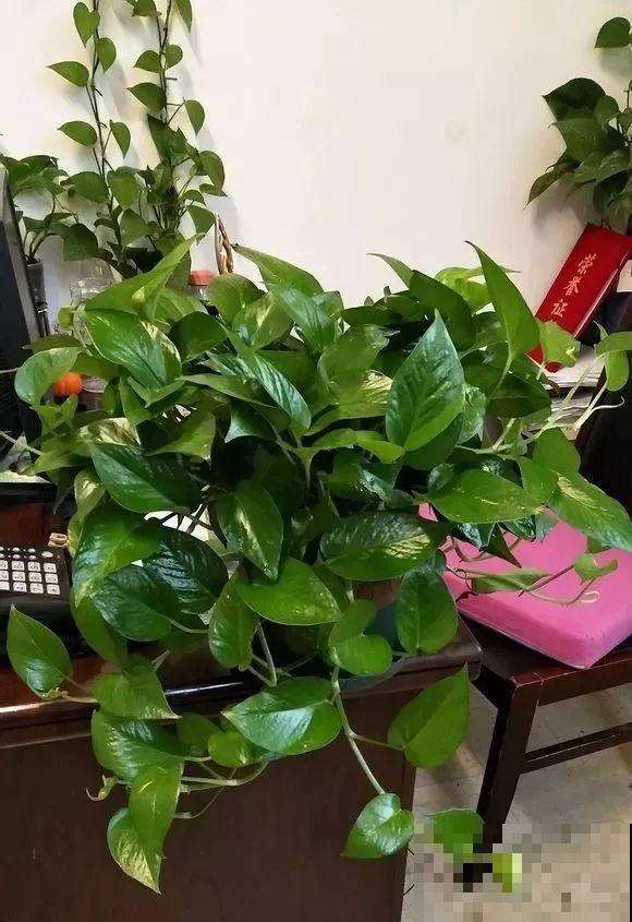 啤酒能不能浇花？这个还真不好说，要看怎么浇水！