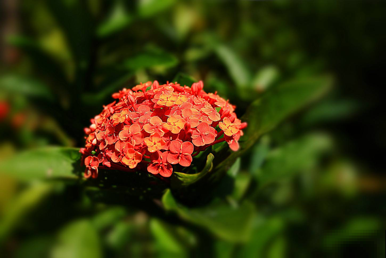 养惯了这花，再看别的花都瞧不上眼，一盆就红红火火爆满阳台！