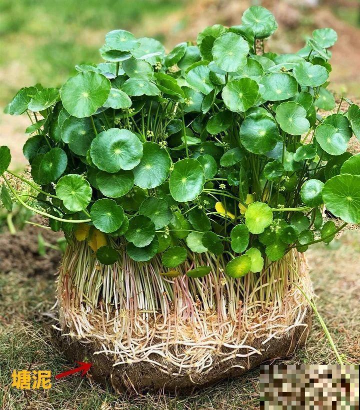 这10种“水桶花”，夏天得用大缸养，越浇水长得越疯狂！