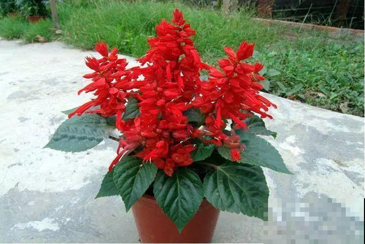 夏天就养这5种花，花开艳丽寓意好，喜气洋洋好运来！