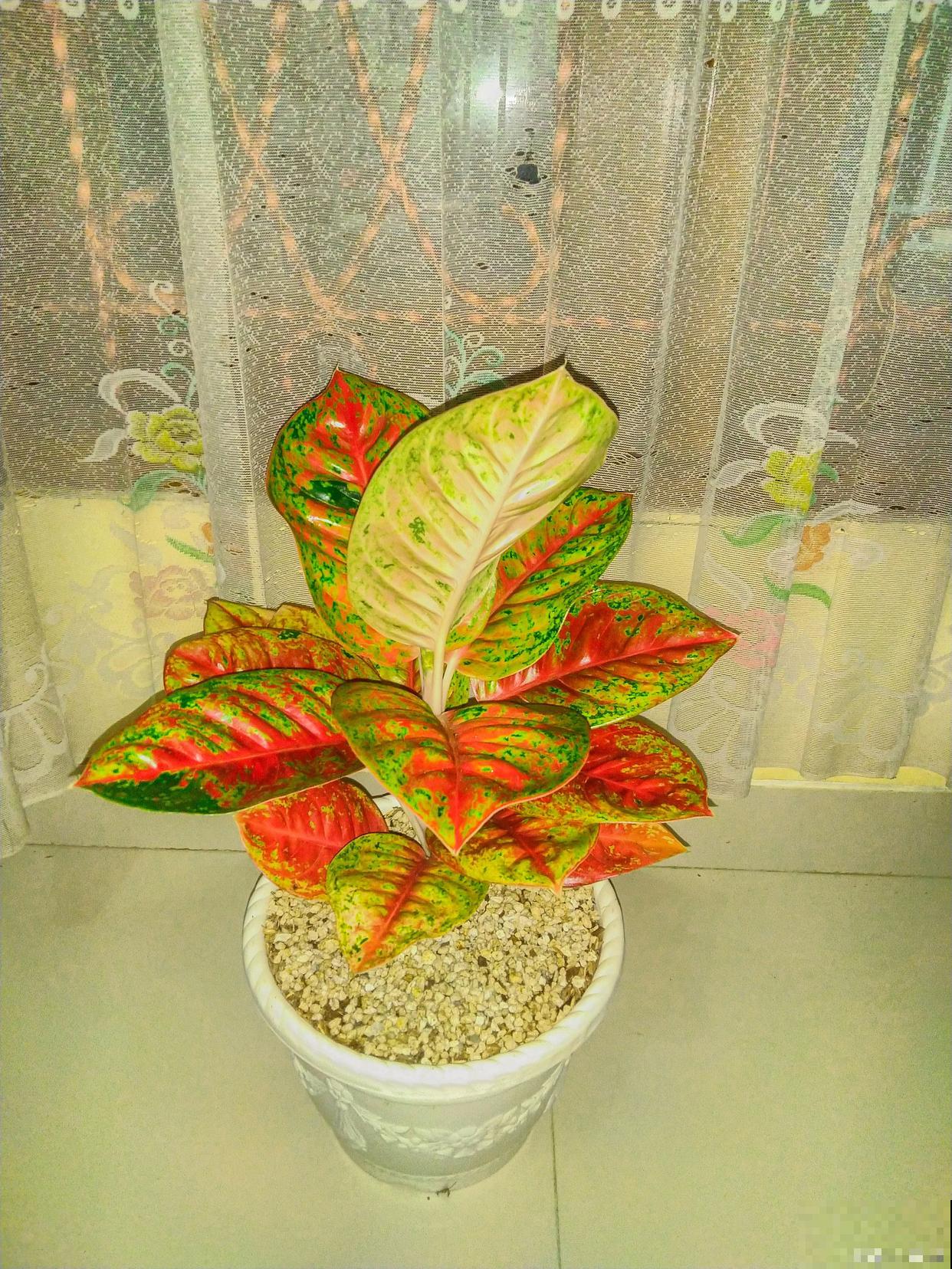 孔雀竹芋的养殖方法和注意事项