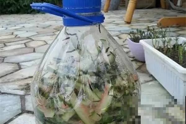 夏天吃剩的水果皮，拿来养花一级棒，叶子油亮又精神！