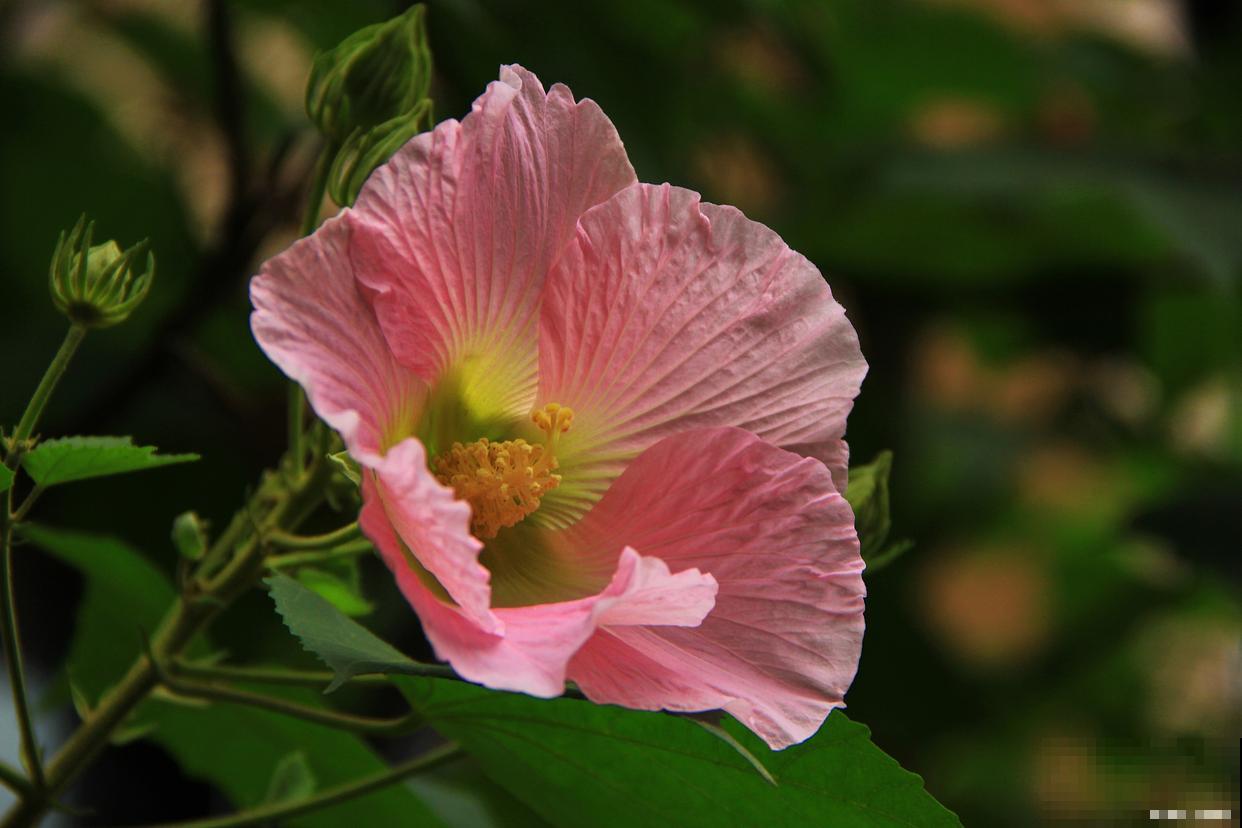 芙蓉花怎么扦插？