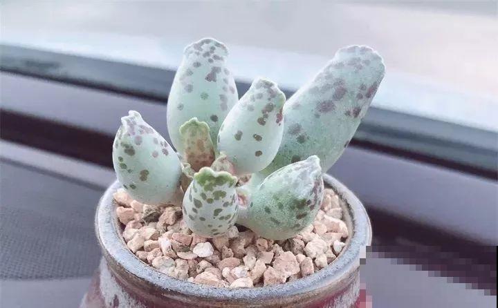 多肉养了3个月，冒出一张大红唇，莫非是要开口说话？