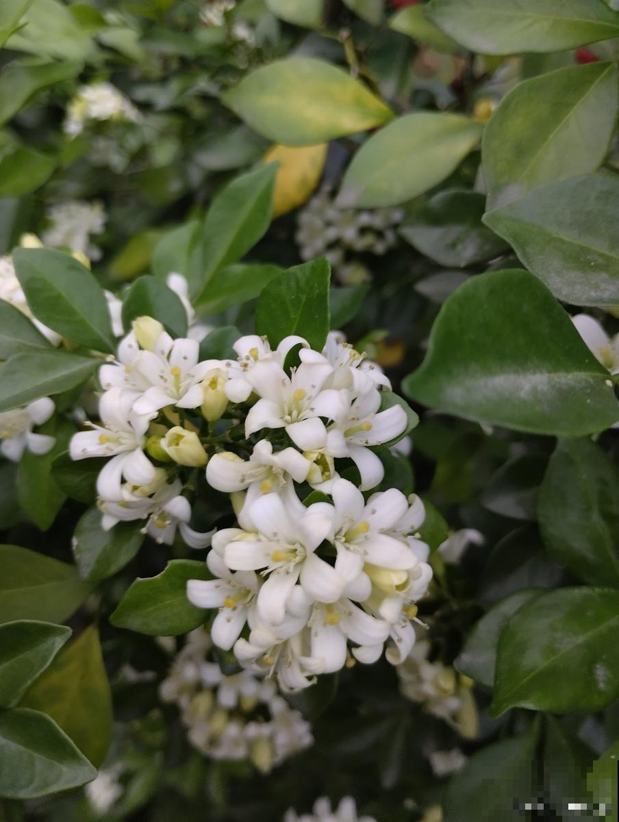 九里香怎么养才开花