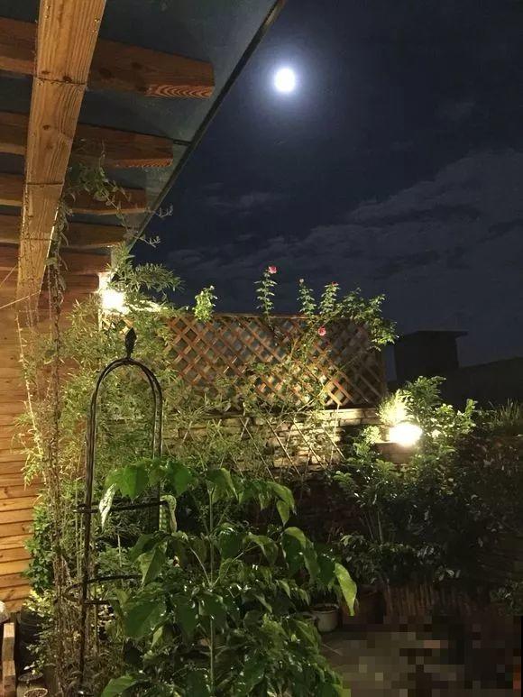 不大的露台，种满了喜欢的花草和蔬菜，生活过得有滋有味！