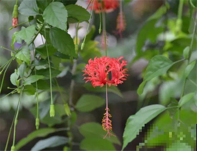 夏天就养这5种花，花开艳丽寓意好，喜气洋洋好运来！