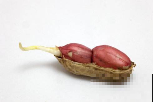 吃不完的花生别急着扔，随手扔盆里，长出茂盛森林！