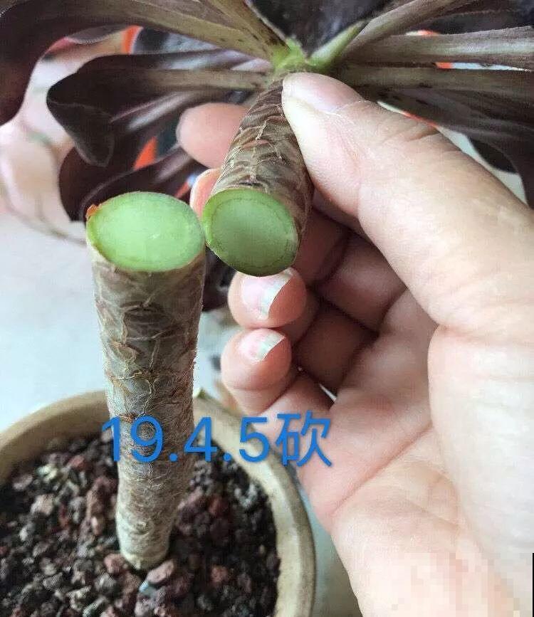 养多肉别用这种土，小心3天叶子掉光，7天只剩空盆！