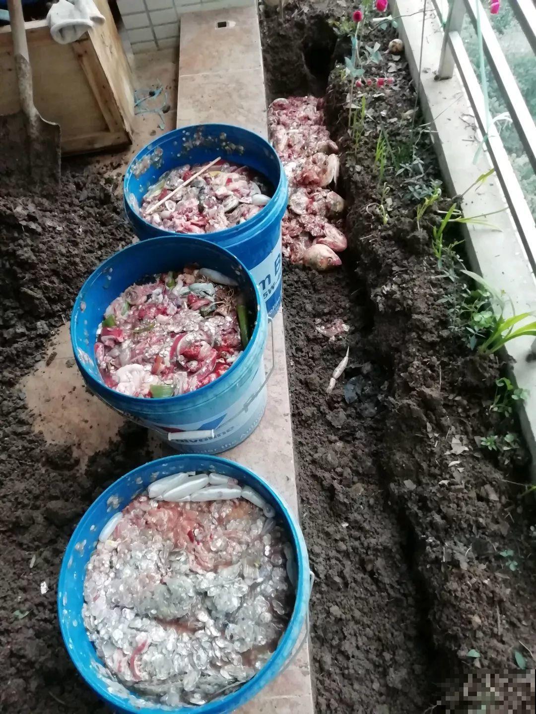 坏掉的鸡蛋可是养花宝，把黄掺土里，茉莉开花又香又白！