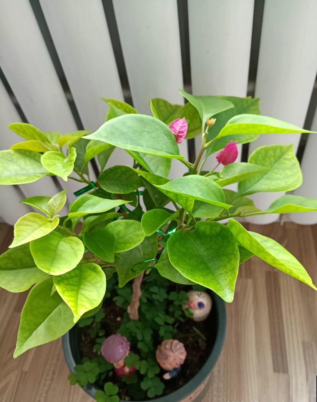 8种夏天扦插花，现在掐枝，下个月有花赏！