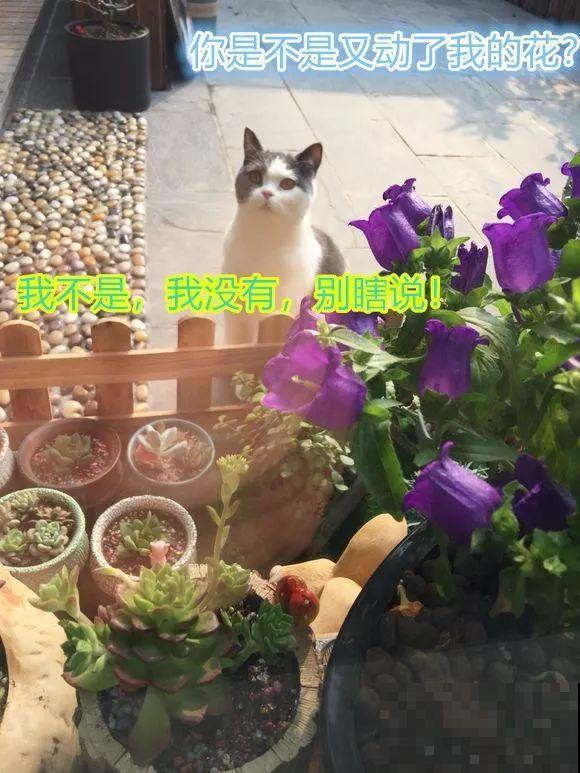 不大的露台，种满了喜欢的花草和蔬菜，生活过得有滋有味！